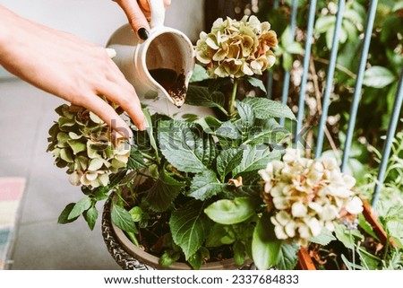 Ground coffee, coffee residue, coffee grounds, thrown under hydrangea bush, in flower pot, is natural fertilizer, Hobby gardening Royalty-Free Stock Photo #2337684833
