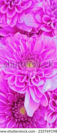 chrysanthemums are bright, pink, macro photography, the photo was taken from above, a beautiful background, view, theme, screensaver