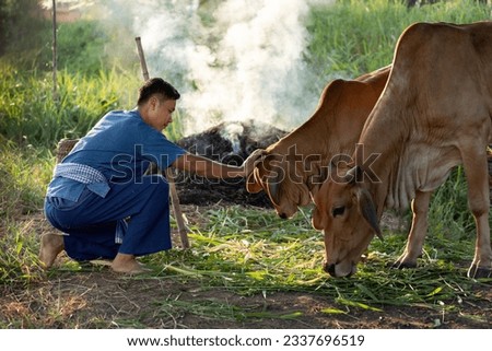 Young Asian Thai farmer feeding rice straw for cow in the farm, livestock in Thailand. Thai farmer's way of life