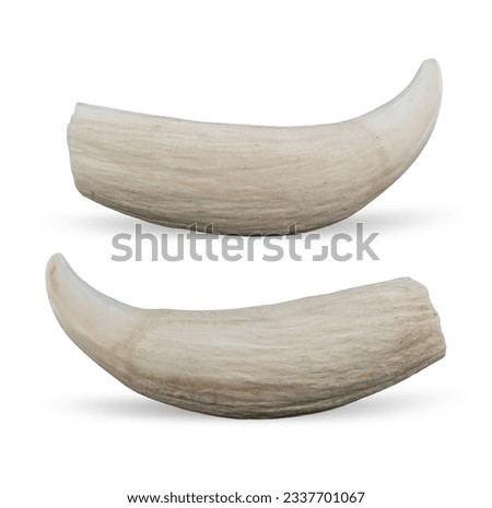 Close-up photo of a whale horn 