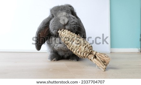 Cute grey french lop bunny rabbit chewing on a chewing toy Royalty-Free Stock Photo #2337704707