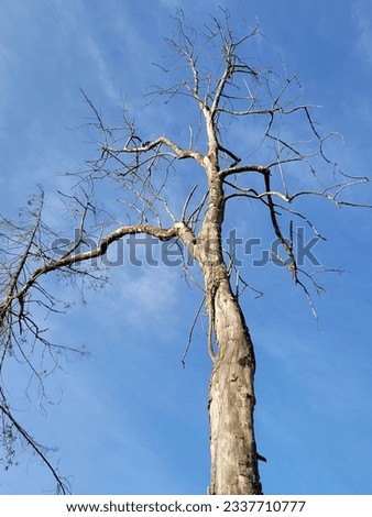 The view of a dead tree. 