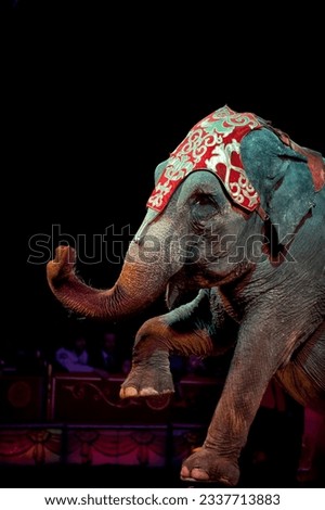 circus elephant on black background