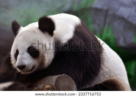 Adult panda bear color portrait
