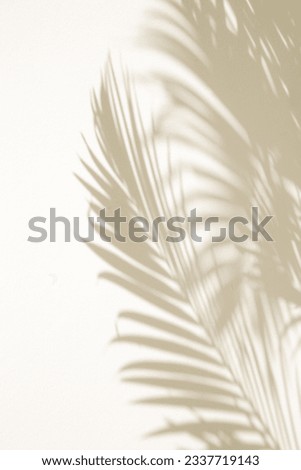 Palm tree shadows on white wall	