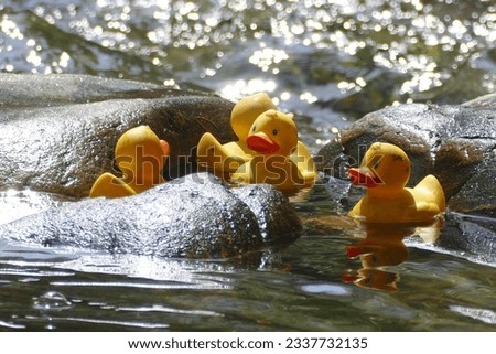 Rubber ducks got stuck at the12th Duck race on the Dreisam river in Freiburg Royalty-Free Stock Photo #2337732135
