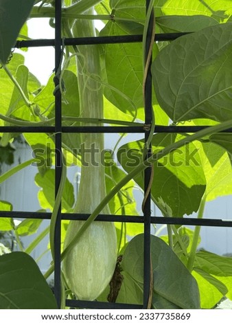 Tromboncino squash growing on the vine