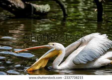 The great white pelican (Pelecanus onocrotalus) open the beak. It is a bird in the pelican family. It breeds from southeastern Europe through Asia and Africa, in swamps and shallow lakes. Royalty-Free Stock Photo #2337738215