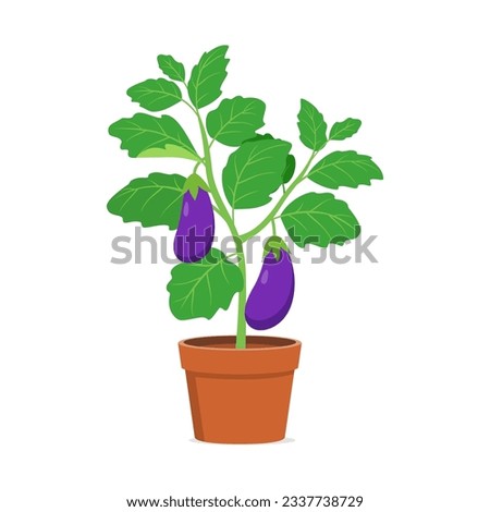 eggplant in the pot with good quality and good design Royalty-Free Stock Photo #2337738729