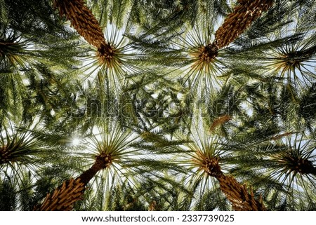 Palm trees on the Heritage Trail in Alula Oasis, Alula, Kingdom of Saudi Arabia Royalty-Free Stock Photo #2337739025