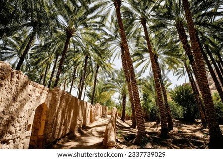 Palm trees on the Heritage Trail in Alula Oasis, Alula, Kingdom of Saudi Arabia Royalty-Free Stock Photo #2337739029