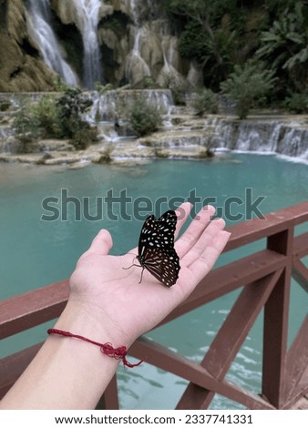 A beautiful butterfly caught on the finger, Kuang Si waterfall Luang Prabang Laos.