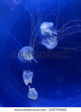 Jellyfish world white jellyfish dance in deep blue ocean water Royalty-Free Stock Photo #2337745465