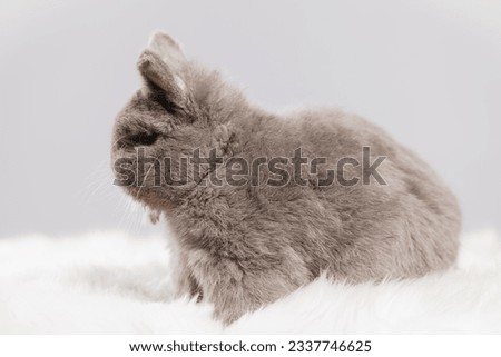 Bunny rabbit took photo in studio