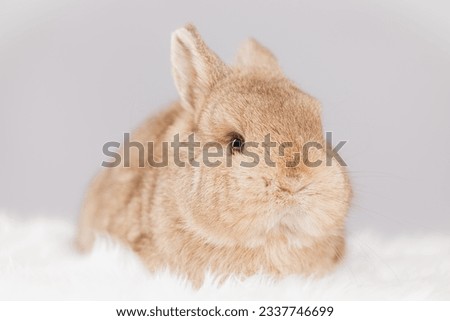 Bunny rabbit took photo in studio