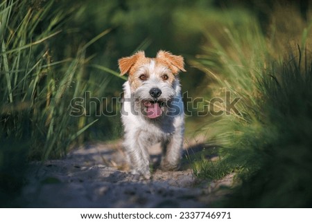 Jack russel terrier run on green spring field.