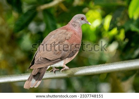 The Malagasy turtle dove (Nesoenas picturatus) is a bird species in the pigeon and dove family, Columbidae. It is found in British Indian Ocean Territory, the Comoros, Madagascar, Mauritius, Mayotte, 