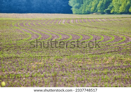 Field of tiny budding food crop with even swerving rows of dirt and young plants on farmland