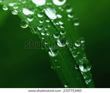 Rain drops clinging to a blade of grass , close up and vivid. 