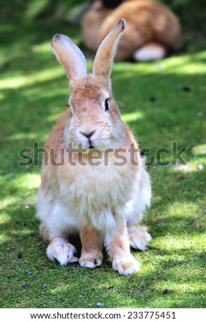 Close Up of a Rabbit