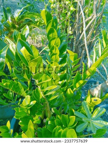 Pictured ornamental plant with bright dark green leaves.