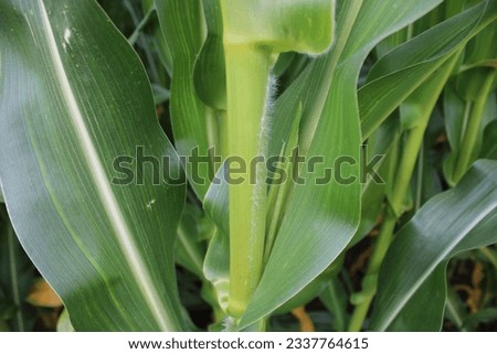 Up close picture of leaves and stem of corn plant crop