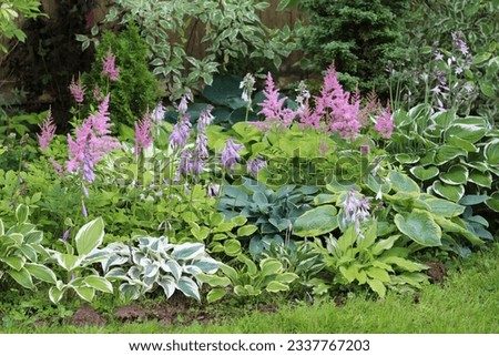 Garden landscape composition with various hosta (Funkia) plants and and delicate pink flowers of astilbe (Astilbe arendsii) in a shady corner of the garden. Royalty-Free Stock Photo #2337767203