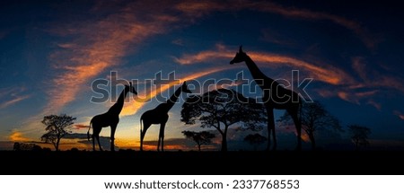 Panorama silhouette Giraffe family and tree in africa with sunset.Tree silhouetted against a setting sun.Typical african sunset with acacia trees in Masai Mara, Kenya