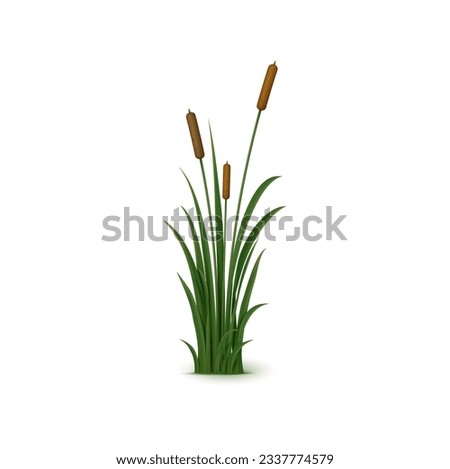 Realistic reed, sedge and grass. Isolated 3d vector tall, perennial plant with long, narrow leaves and feathery seed heads that grows in wetlands and along shorelines Royalty-Free Stock Photo #2337774579