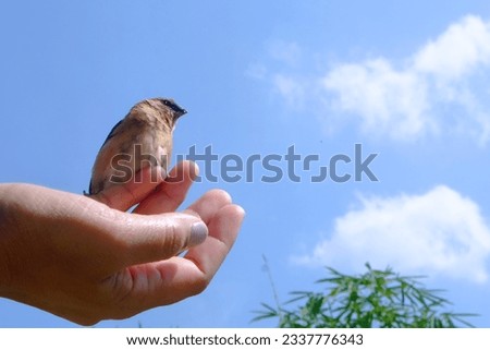 Small bird sitting on an Asian hand and preparing to fly to the blue sky