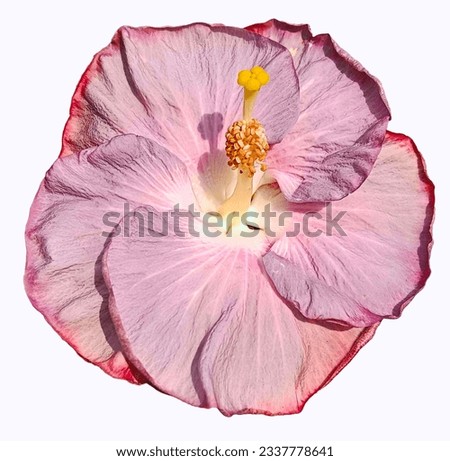 All color Hibiscus flowers Red brown Hibiscus flowers Orange  Hibiscus flowers yellow  Hibiscus flowers Pink Purple Magenta Color Background Remove white background 