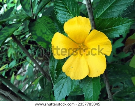 Turnera ulmifolia L. (Turneraceae) is a polymorphic polyploid complex of herbaceous, perennial weeds, bearing extrafloral nectaries, and native throughout much of the neotropics.  Royalty-Free Stock Photo #2337783045
