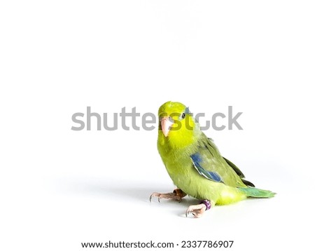 Forpus parrot bird on the white background