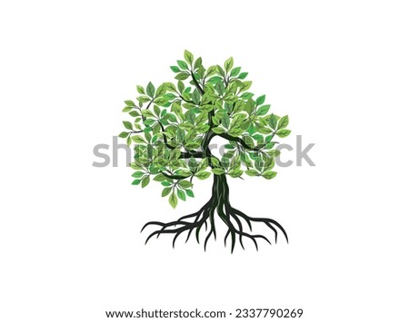 Mangrove tree hand drawing illustrations