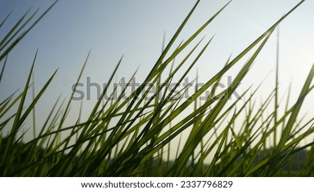 Grass plants against the background of the sky in the morning. Photo with low angle view