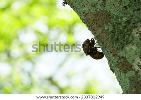 Pictures of trees and cicada shells
