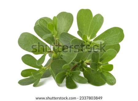 Common purslane branch isolated on white background