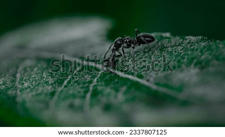 Macro pictures with ants having dinner