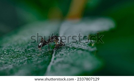 Macro pictures with ants having dinner