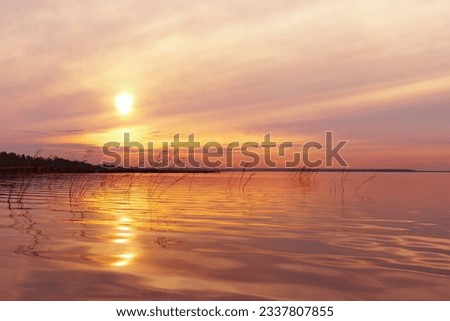 Aesthetic sunset on lake, plant reeds growth in water orange colored sky background, vibrant clouds and surface water. Nature scenery summer lake with reflections, sunset color gradient, beauty nature