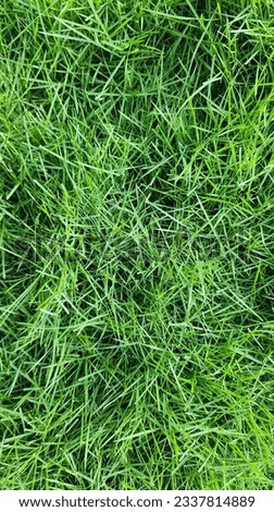 Zoysia, lolium perenne, Zoysia grass growing creeping in the yard on a summer day, Asia Indonesia