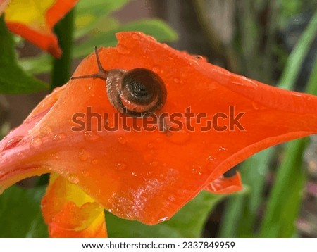 A small snail resting on a flower,beautiful nature.kathmandu pokhara july 122023
