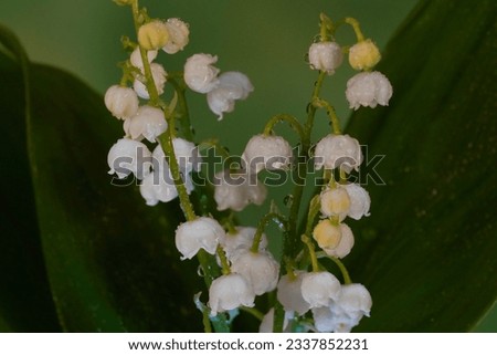              lilly of the valley in spring close up                  