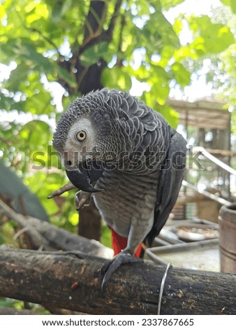 big parrot birds in small zoo