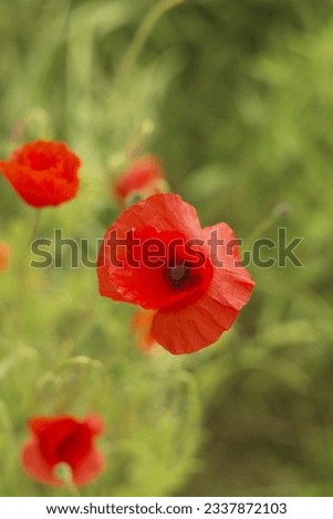Red poppy seed flower on field