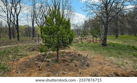 A young pine tree in the pit is attached to the ground by cables. Planting young pine trees in the park on a sunny day. The concept of restoration of forest parks, care for the environment Royalty-Free Stock Photo #2337876715