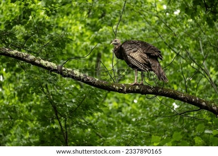 wild turkey on a tree in the great smoky mountains national park in tennessee Royalty-Free Stock Photo #2337890165