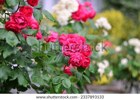 red roses photo taken in garden , raw photo of rose