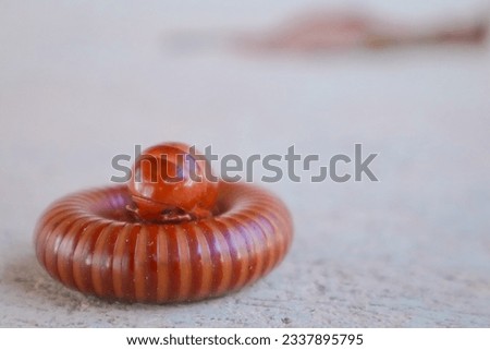A red millipede curled up on the cement floor.