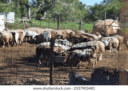 A flock of white sheep in their pen on a farm in the pampas of northern Cyprus